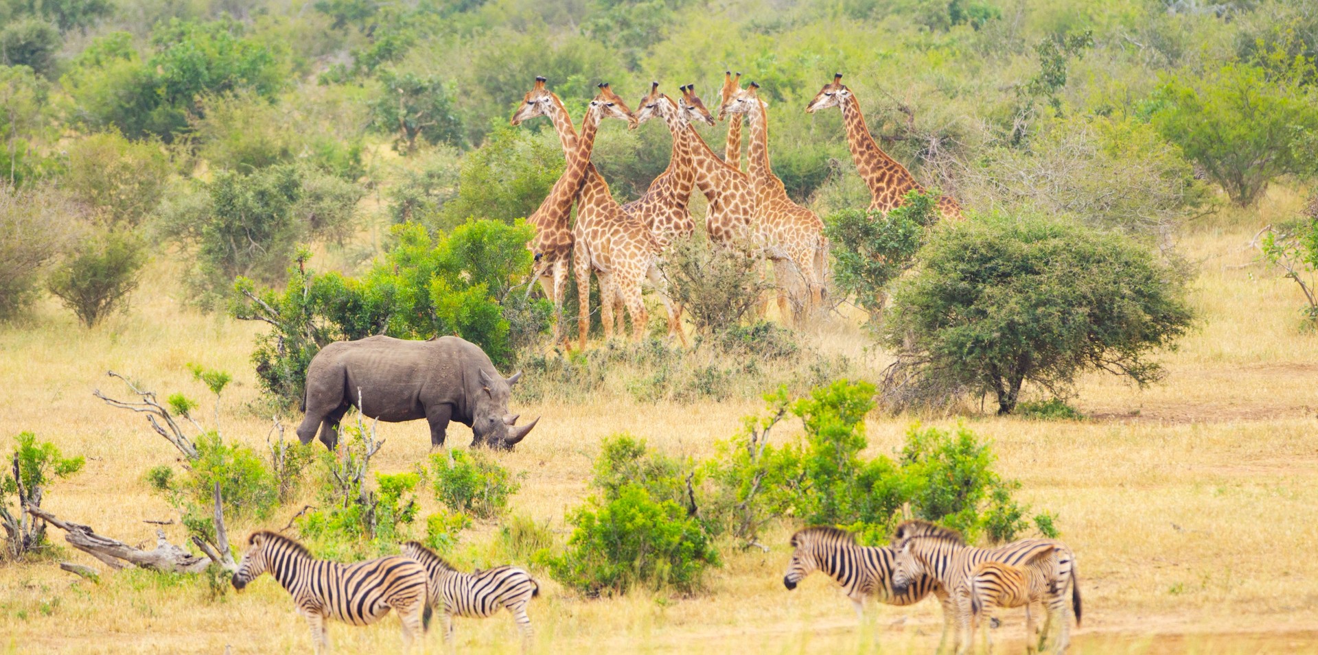 Africa Savannah with Big Mammals